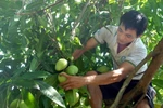 US allows import of VN mangos