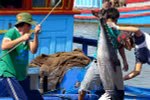 Vietnam’s tuna exports witness impressive growth