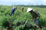 Vietnam Rubber Group to make IPO in second quarter