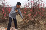 Cold spell needed for peachy Lunar New Year