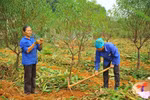 Thousands of Tet peach trees die after severe flooding 