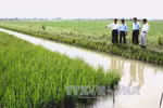 Rice/shrimp rotation a hit in Bac Lieu