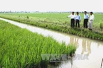 Rice/shrimp rotation a hit in Bac Lieu