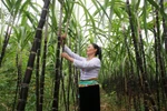 Sustained support needed to sustain poverty reduction