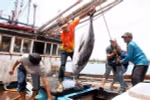 Vietnam tuna exports exceed yearly target
