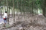 Rubber sector enjoys 51-percent profit growth in 2016 