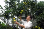 Vinh orange fair opens in Nghe An