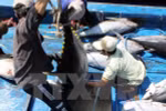 Tuna export revenue surges 21 percent