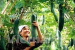 Improved quality boosts export of fruit, vegetables