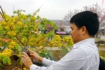 Cherry-yellow apricot blossom festival opens in Quang Ninh