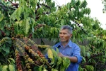 Coffee exports down 23 percent in quantity