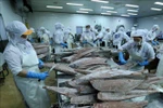 Processing frozen ocean tuna for export at the Binh Dinh Seafood JSC's plant. (Photo: VNA) 