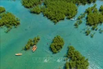 An aerial view of the Dam Bay mangrove forest in Nha Trang Bay in Khanh Hoa province. (Photo: VNA)