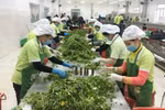 Vietnam to focus on small agricultural processing businesses
