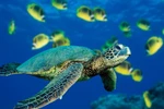 Workshop discusses restoration of endangered turtle populations in Vietnam
