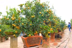 Tu Lien kumquat trees popular ahead of Tet