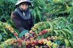 Over 1,600 Vietnamese products licensed for export to China