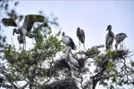 WWF commends Vietnam’s biodiversity conservation