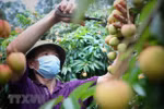 Thai retail corporation to sell some 1,000 tonnes of lychees 