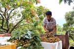 Son La longan to be served on Vietnam Airlines flights