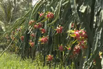 Vietnam wants to increase dragon fruit export to Australia, New Zealand