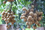 Bac Giang ships first batch of late-ripening longan to Australia