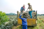 Agricultural sector seeking ways to boost exports