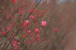 Nhat Tan peach village blooms ahead of Tet