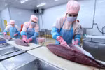 Catalyst for growth of Vietnam’s tuna exports