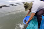 Breeding aquatic animals released to help recover fisheries resources
