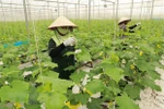 Cooperatives remain first and foremost solution for agriculture restructuring: minister