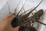 Vietnam records lobster export growth in H1