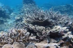 Khanh Hoa exerts efforts to preserve marine ecosystems 