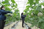 Cooperatives to be supported in digital transformation