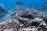 National biodiversity strategy to 2030 approved