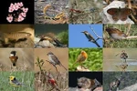 Vietnam ready to mobilise all resources for national strategy on biodiversity