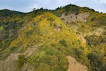Wild sunflowers dye northwestern mountains yellow