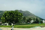 Square-fruit Malabar Almond trees on Ly Son Island