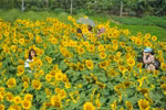 Sunflower garden in Ninh Binh lures visitors