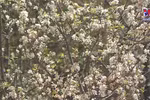 Docynia indica blossoms brighten northwest forests