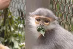 Secret guardians of wild animals
