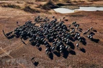 Buffalo herd in Binh Thuan province