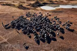 Buffalo herd in Binh Thuan province