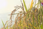 New records set in agricultural product export revenue