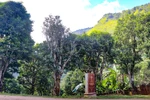 Ancient Shan tuyet tea forest in Dien Bien