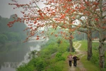 Red silk-cotton flowers light up northwest region