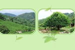 Suoi Giang ancient tea trees in Yen Bai province
