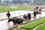 Muong ethnic community celebrate Khai Ha Festival