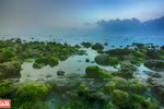 Beautiful seaweed field in Ninh Thuan