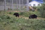 Progress seen in settlement of wildlife crimes: insider